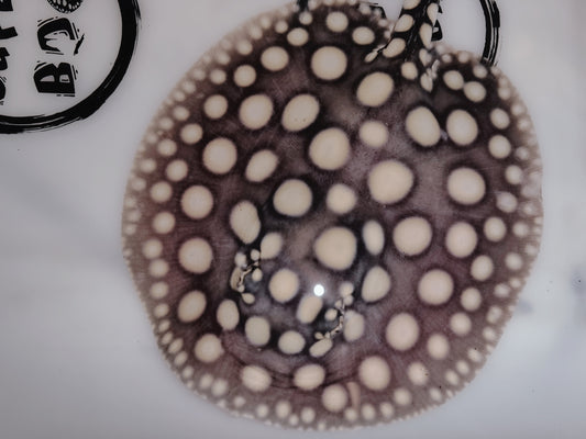 Freshwater stingray black diamond male 6 inch