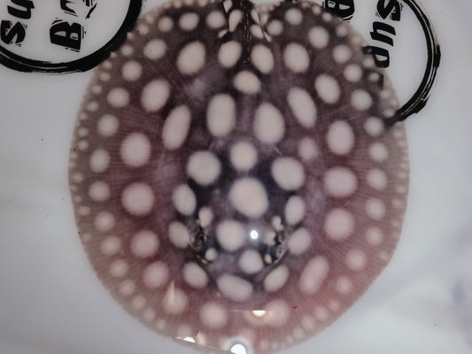 Freshwater stingray black diamond female 5 inch