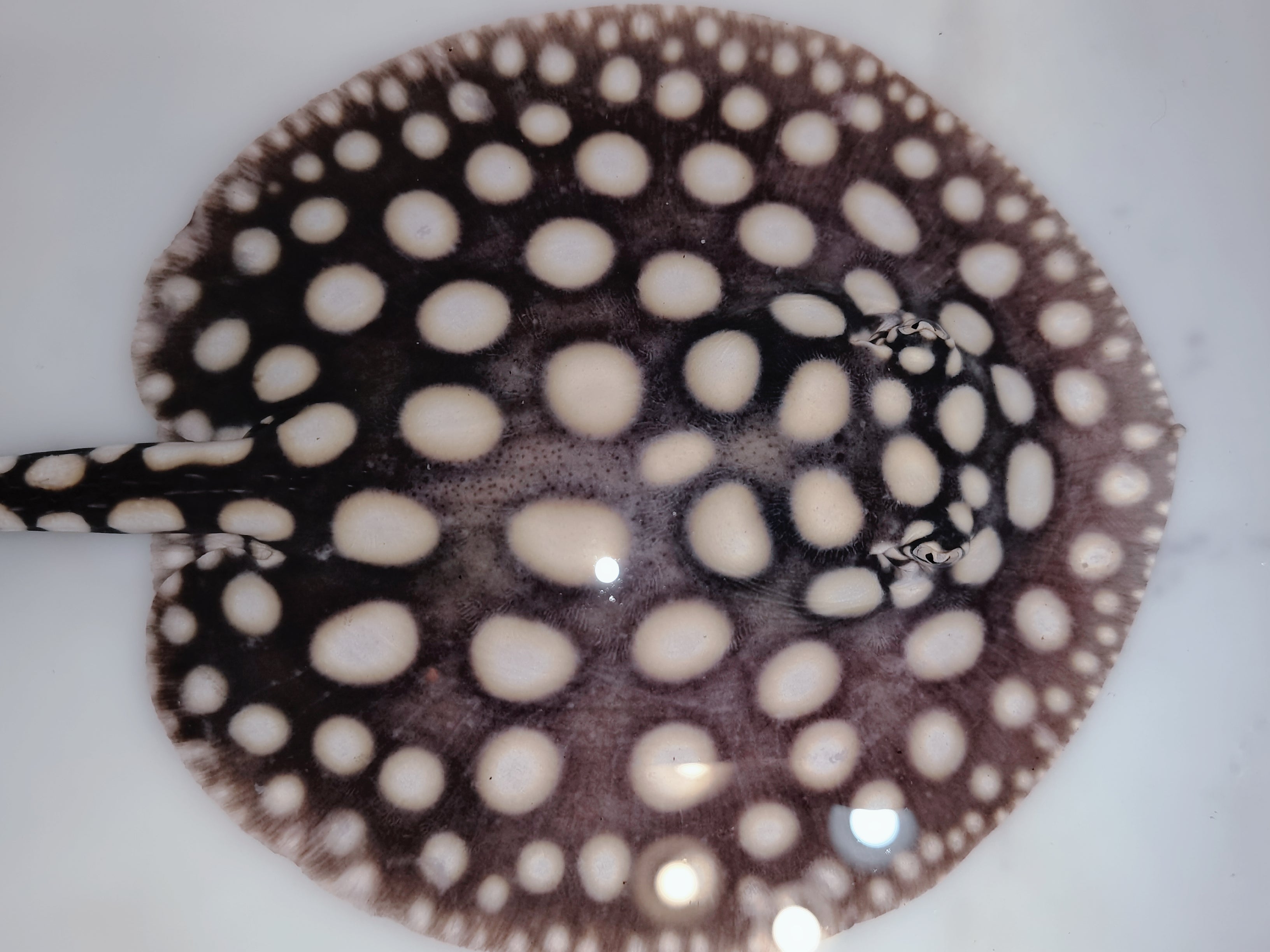 Freshwater stingray black diamond female 5-6 inch – Super BD Stingray