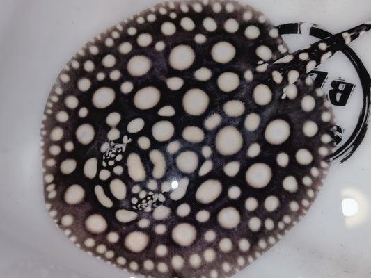 Freshwater stingray black diamond female 5 inch