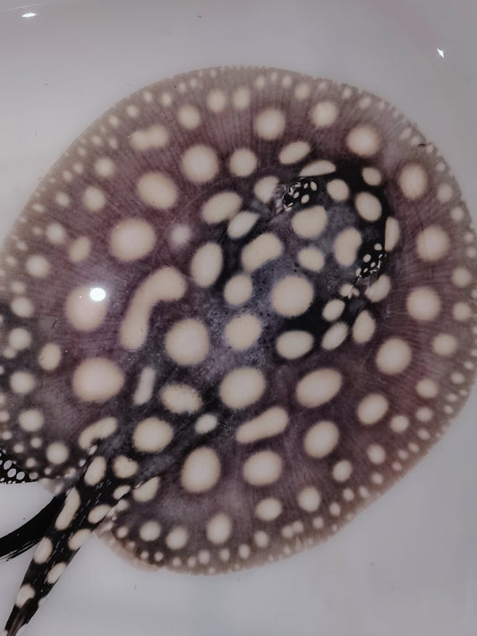 Freshwater stingray black diamond female 5 inch