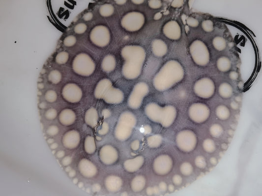 Freshwater stingray black diamond male