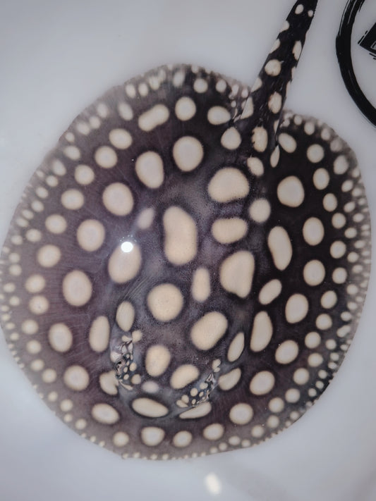 Freshwater stingray black diamond female 5inch