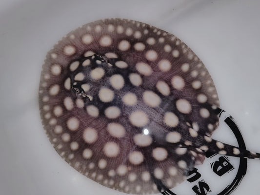 Freshwater stingray black diamond female 5 inch