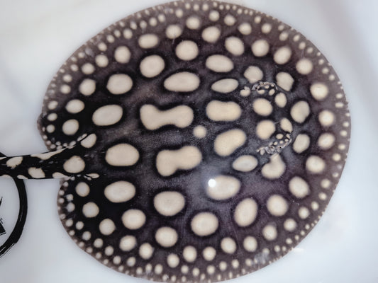 Freshwater stingray black diamond male 7 inch