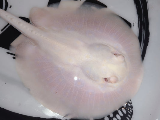 Freshwater stingray goldenbase  snow pearl albino pair