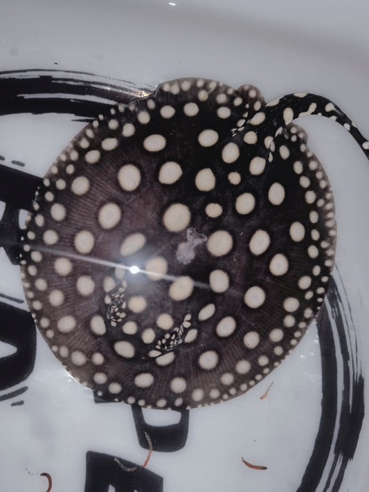 Freshwater stingray black diamond female 5inch (for beginner)