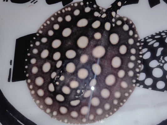 Freshwater stingray black diamond female 5inch