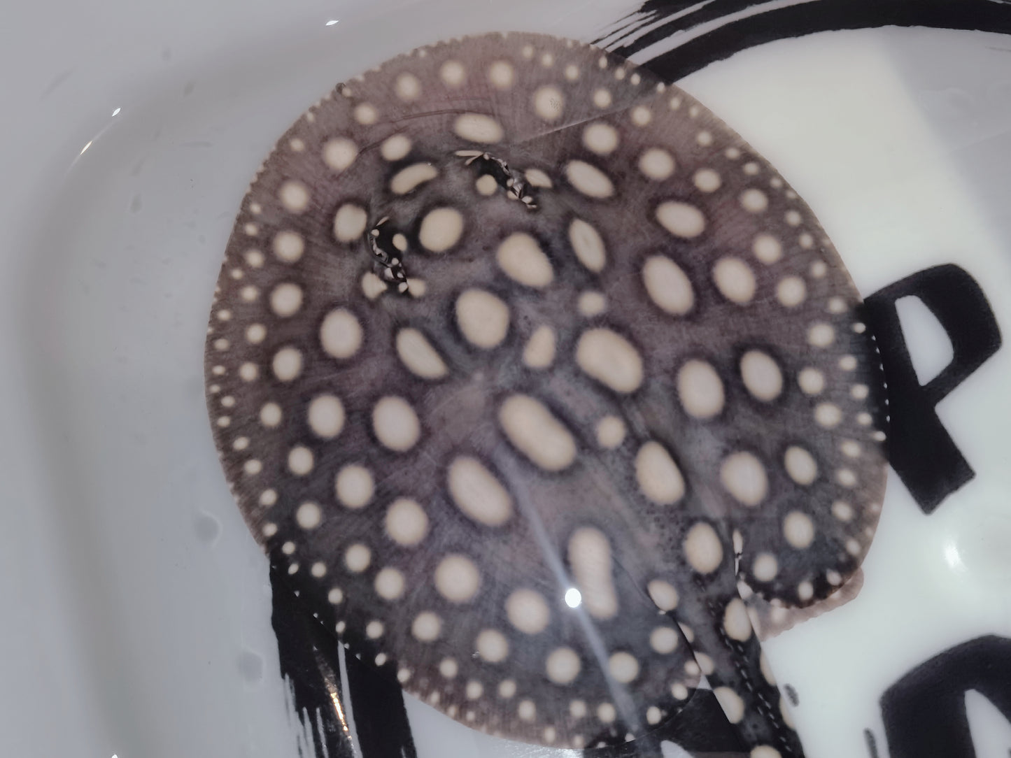 Freshwater stingray black diamond male 5inch (for beginner)