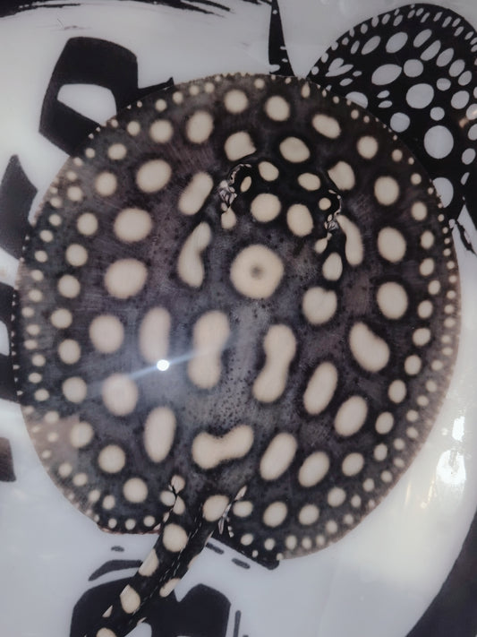 Freshwater stingray black diamond male 7inch