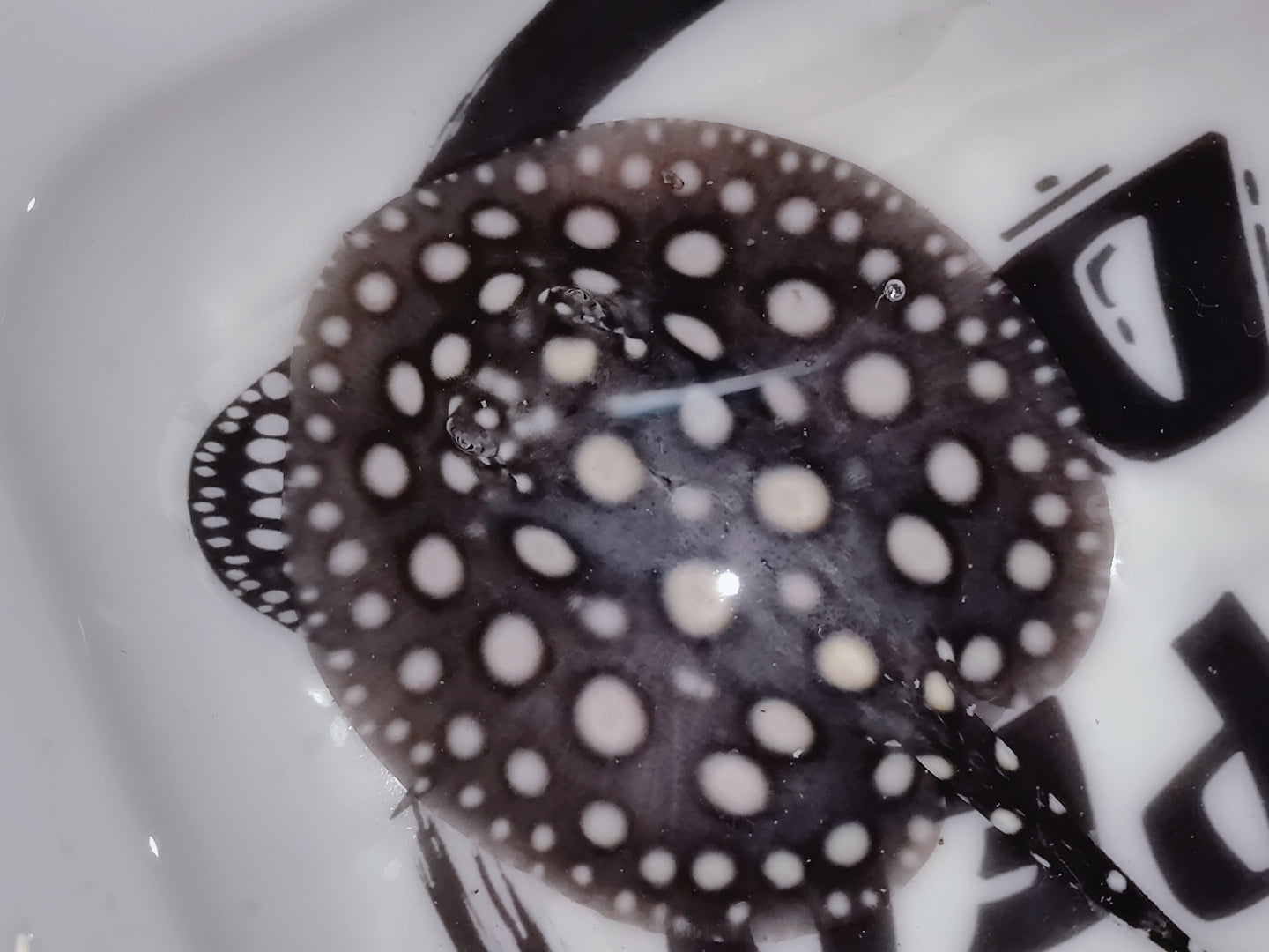 Freshwater stingray black diamond female 5inch (for beginner)