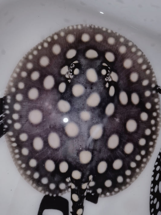 Freshwater stingray black diamond female 5inch (for beginner)