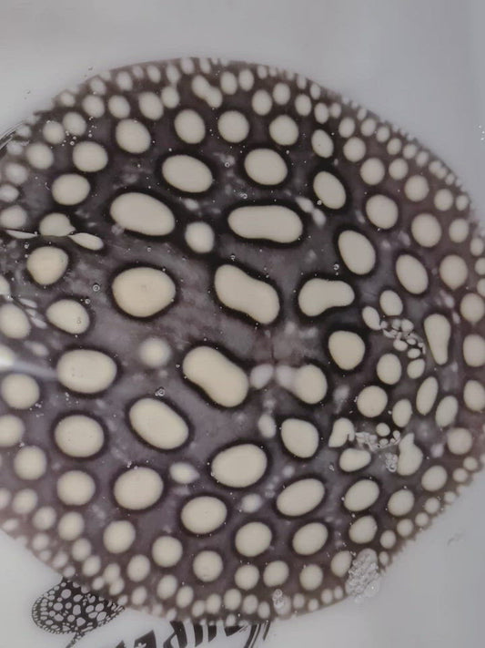 Freshwater stingray black diamond stingray male 8inch