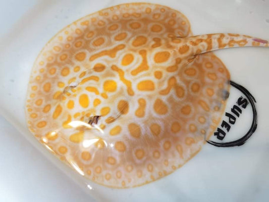 Freshwater  black diamond albino male