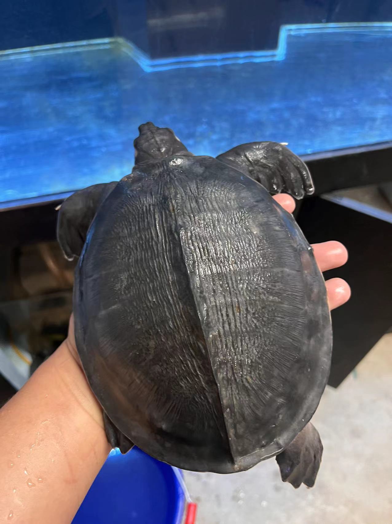 Fly River /Pig Nose  Turtle female