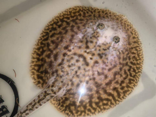 Freshwater stingray pearl  piebald  female