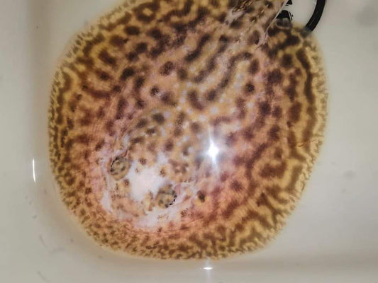 Freshwater stingray pearl piebald  male
