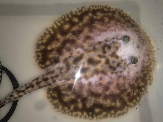 Freshwater stingray pearl piebald  male